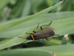Chauliognathus lugubris