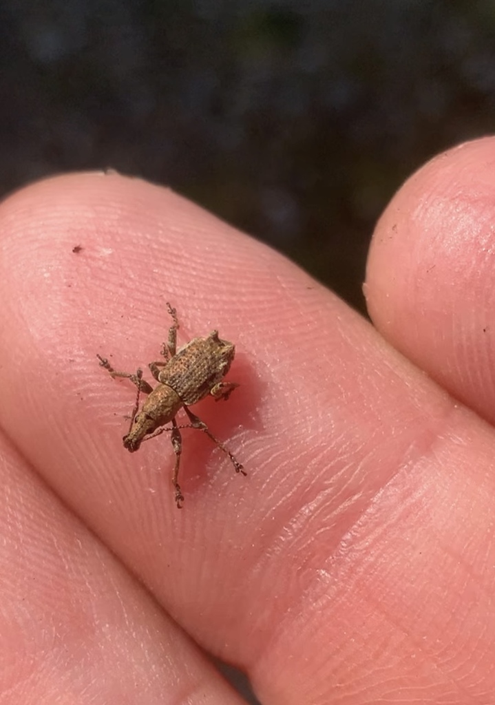 Catoptes amotus