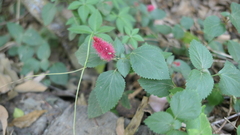 Acalypha pendula