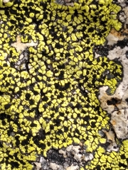 Rhizocarpon