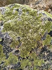 Rhizocarpon
