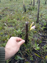 Gladiolus trichonemifolius