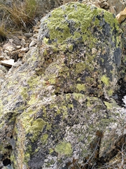 Rhizocarpon