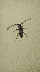 Elaphidion irroratum