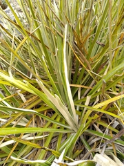 Celmisia ×pseudolyallii