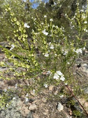 Prostanthera nivea
