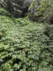 Elatostema platyphyllum