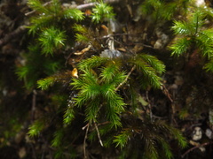 Dendroligotrichum tongariroense