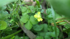 Potentilla hebiichigo
