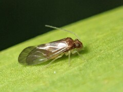Psocodea