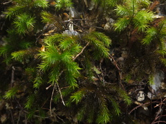Dendroligotrichum tongariroense