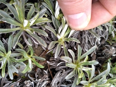 Celmisia angustifolia