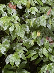 Elatostema platyphyllum
