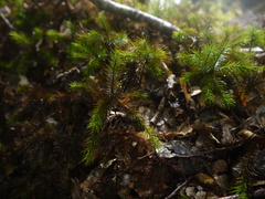 Dendroligotrichum tongariroense