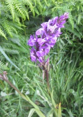 Dactylorhiza elata