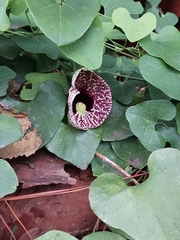 Aristolochia littoralis