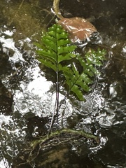 Hymenasplenium pubirhizoma
