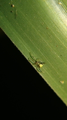 Janula