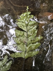 Hymenasplenium pubirhizoma