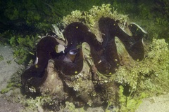 Tridacna gigas