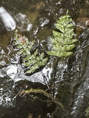 Hymenasplenium pubirhizoma