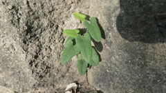 Aristolochia shimadae