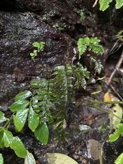 Hymenasplenium pubirhizoma