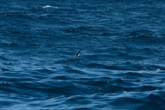 Oceanites oceanicus