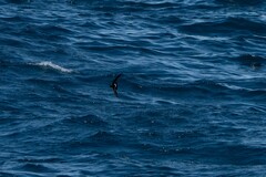 Oceanites oceanicus
