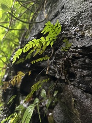Hymenasplenium pubirhizoma