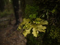 Lobariaceae