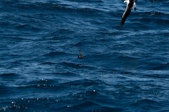 Oceanites oceanicus