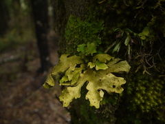 Lobariaceae