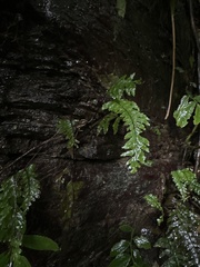 Hymenasplenium pubirhizoma