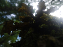 Lobariaceae