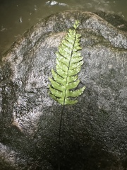 Hymenasplenium pubirhizoma