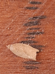 Tortricoidea