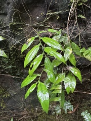 Pothos chinensis