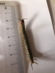 Cormocephalus