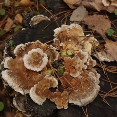 Trametes ochracea