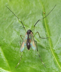 Chironomoidea