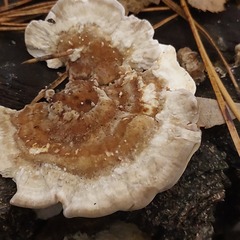 Trametes ochracea