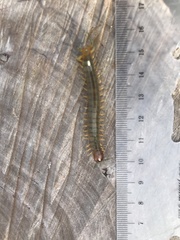 Cormocephalus
