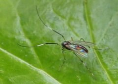 Chironomoidea