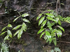 Pothos chinensis