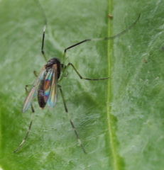 Chironomoidea