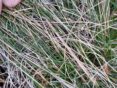 Schoenus pauciflorus