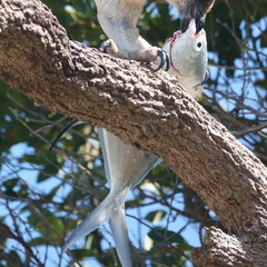 Trachinotus coppingeri