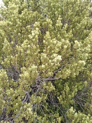Phyllocladus alpinus