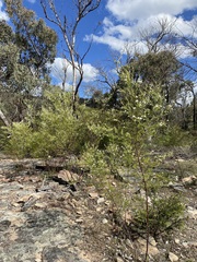 Prostanthera nivea
